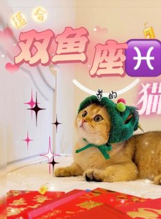 双鱼座适合猫咪吗女生