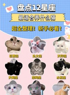 天秤座合适养的猫咪吗男生