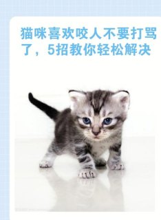 猫咪是水瓶座吗为什么喜欢咬人