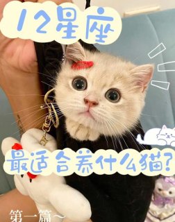 狮子座适合养猫咪吗女生