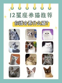 双子座适合养一黑一白的猫咪吗