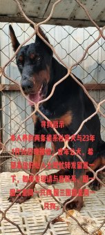 双子座适合养杜宾犬吗