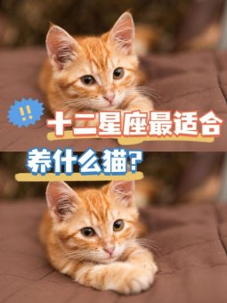 巨蟹座适合养小奶猫吗男生